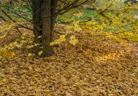 Feuilles mortes : une ressource pour le jardinier