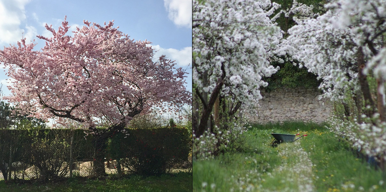 arbres en fleurs