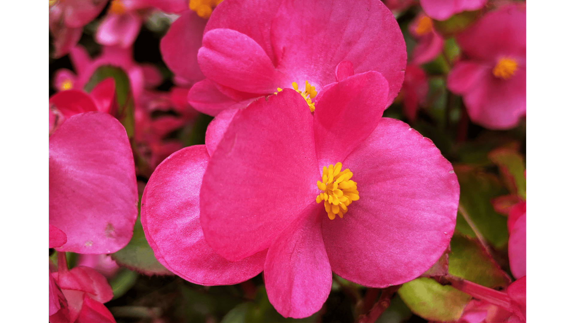 fleurs