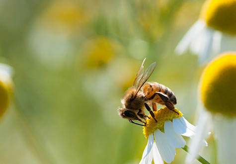 ecologie et biodiversite