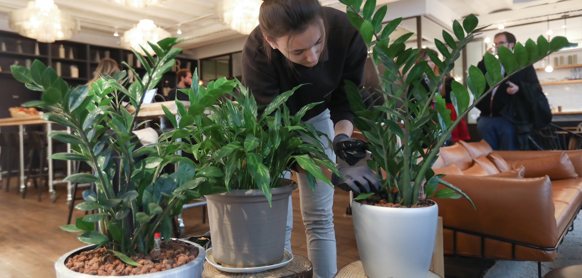 entretien plantes d'interieur