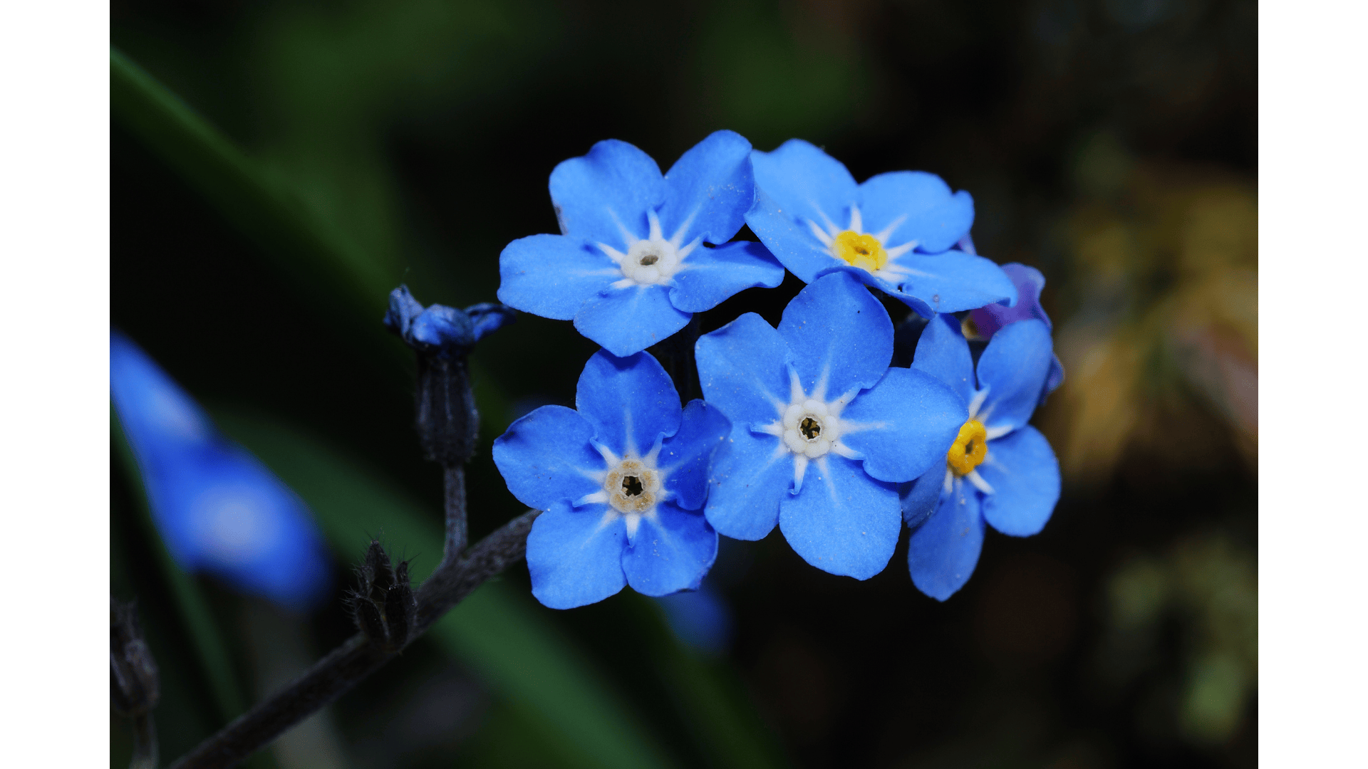 fleurs