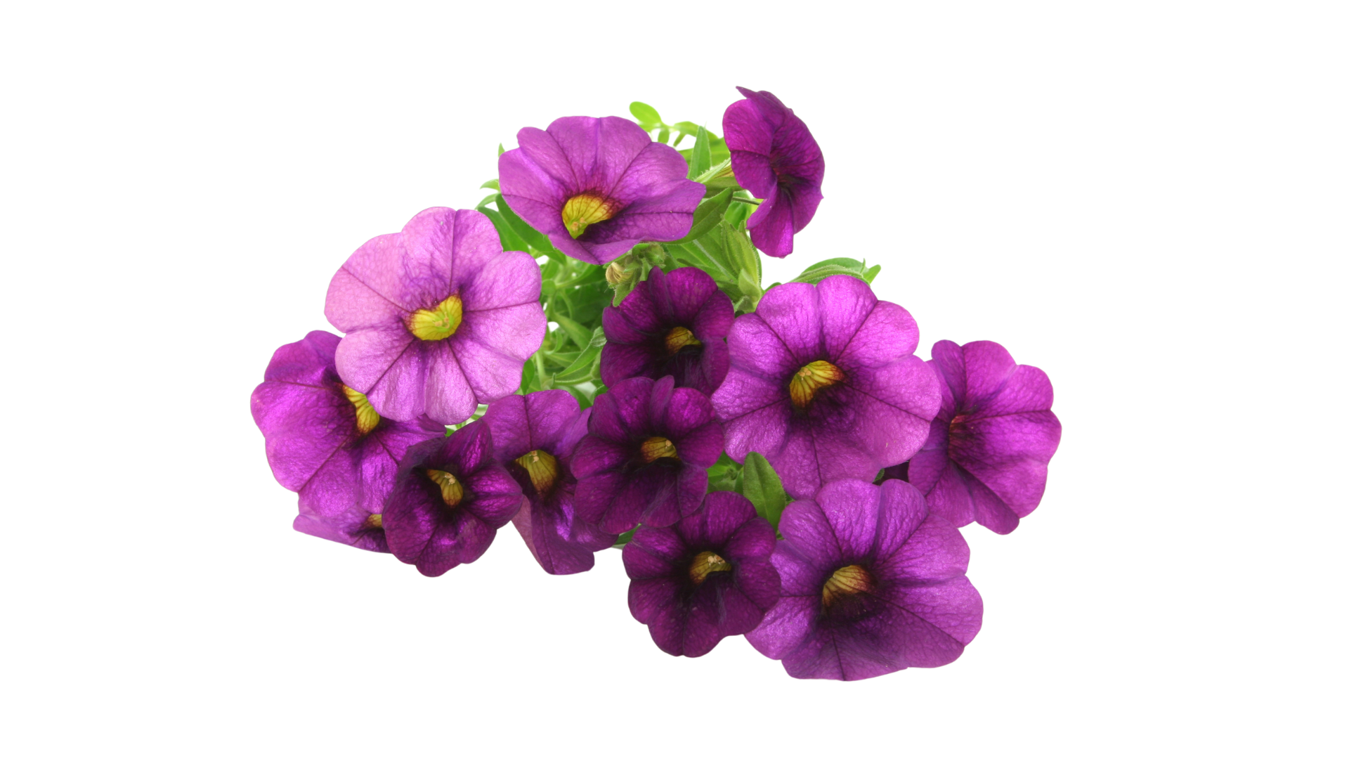 fleurs