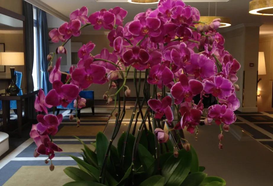 Abonnement de fleurs en entreprise