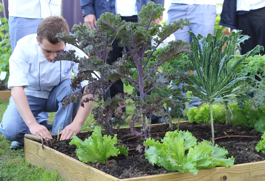 Animation potager en entreprise