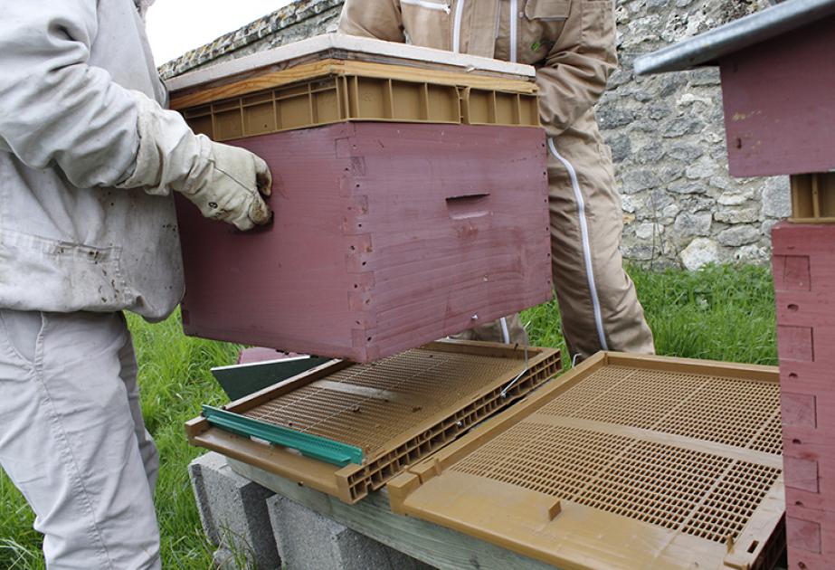 Levage de la ruche
