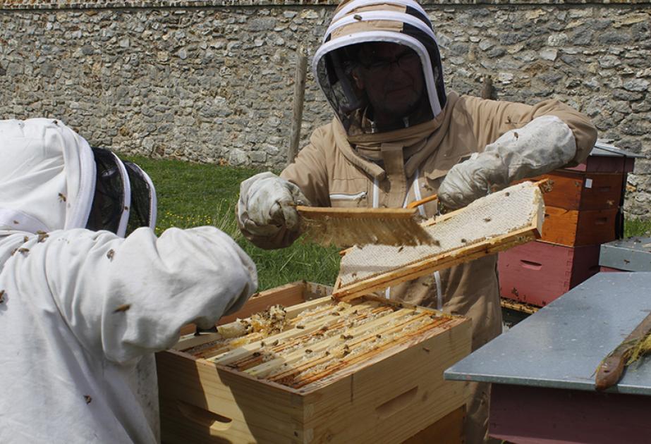 La récolte de hausses par les apiculteurs