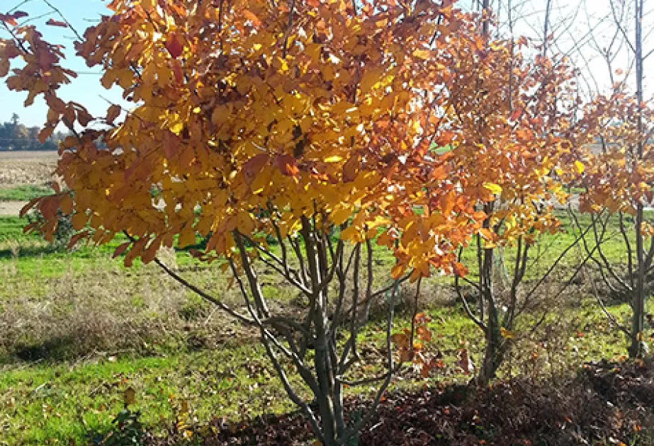 arbres atypiques