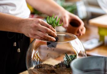 Atelier terrarium & kokedama