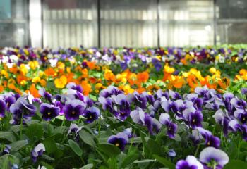 Production de plantes vivaces locales dans les serres de la Ferme Horticole Théart