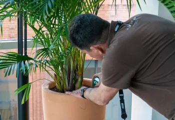 entretien plantes d'intérieur les jardins de gally