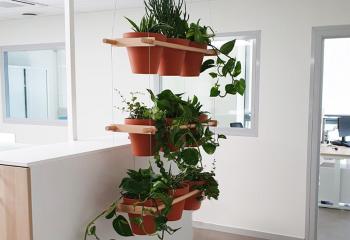 bacs et plantes en végétalisation de bureau