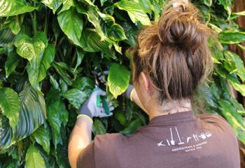 entretien plantes intérieur