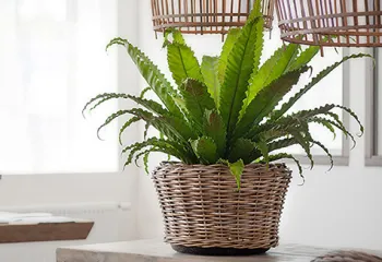 plantes au bureau strasbourg