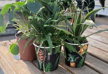 vente de plantes vertes