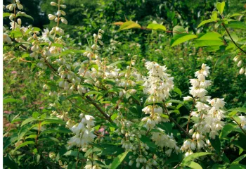 deutzia 