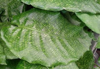 MARANTACEAE Calathea musaica ‘network’