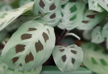 MARANTACEAE Maranta leuconeura 'Kerchoveana'