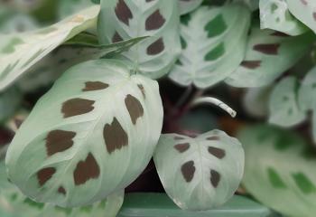 MARANTACEAE Maranta leuconeura 'Kerchoveana'