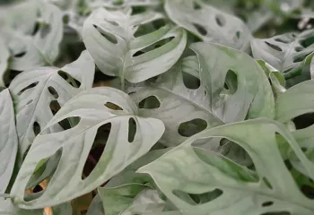 ARACEAE Monstera adansonii