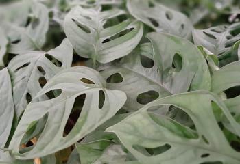 ARACEAE Monstera adansonii