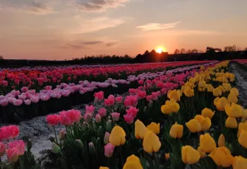Tulipes de la cueillette de Gally, avril 2020 