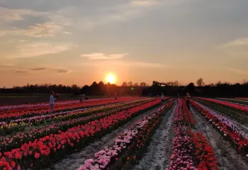 Tulipes de la cueillette de Gally, avril 2020 