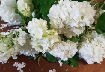 viburnum opulus