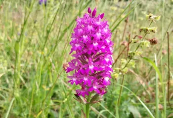 anacamptis pyramidal