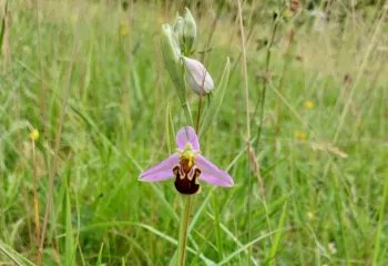 orchis abeille