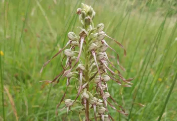 orchis bouc