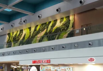 mur végétal intérieur bordeaux