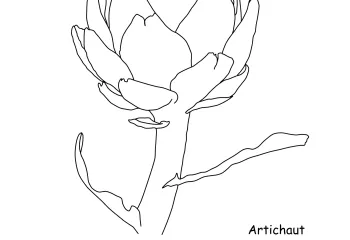 artichaut