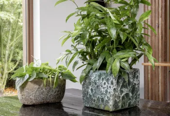 plantes d'intérieur en pot
