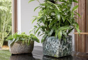 plantes d'intérieur en pot