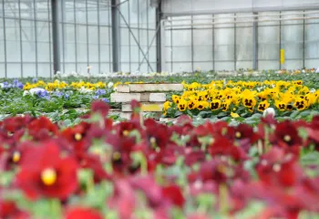 Production, la ferme horticole