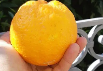 Orange sur une terrasse, Le Muy, mars 2020.