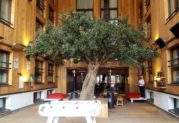 Arbre naturel stabilisé interieur