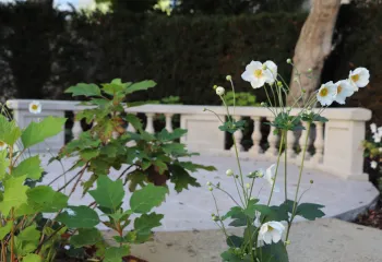 Focus projet : le jardin de la Résidence Eisenhower, cinq ans après