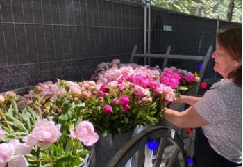 pivoines jardins jardin