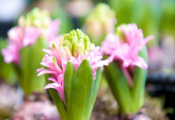 jacinthes en fleurs