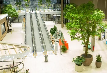 Arbre naturel stabilisé intérieur centre commercial