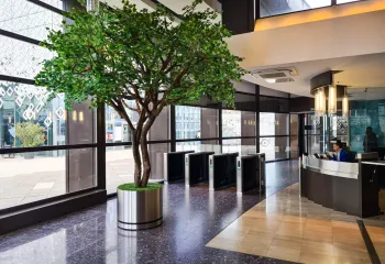 Arbre naturel stabilisé intérieur