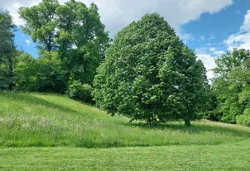 talus prairie