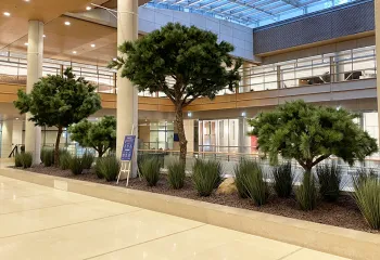 Arbre naturel stabilisé intérieur bureau