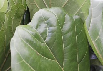 MORACEAE Ficus lyrata