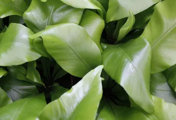 Aspleniaceae Asplenium nidus