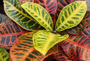 EUPHORBIACEAE Codiaeum variegatum