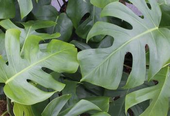 ARACEAE  Monstera deliciosa 