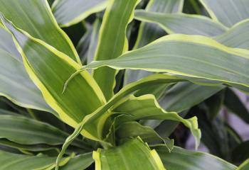 AGAVACEAE Dracaena fragans 'Lemon Lime’